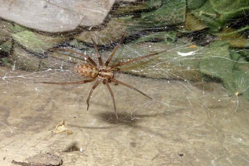 Eratigena sp.